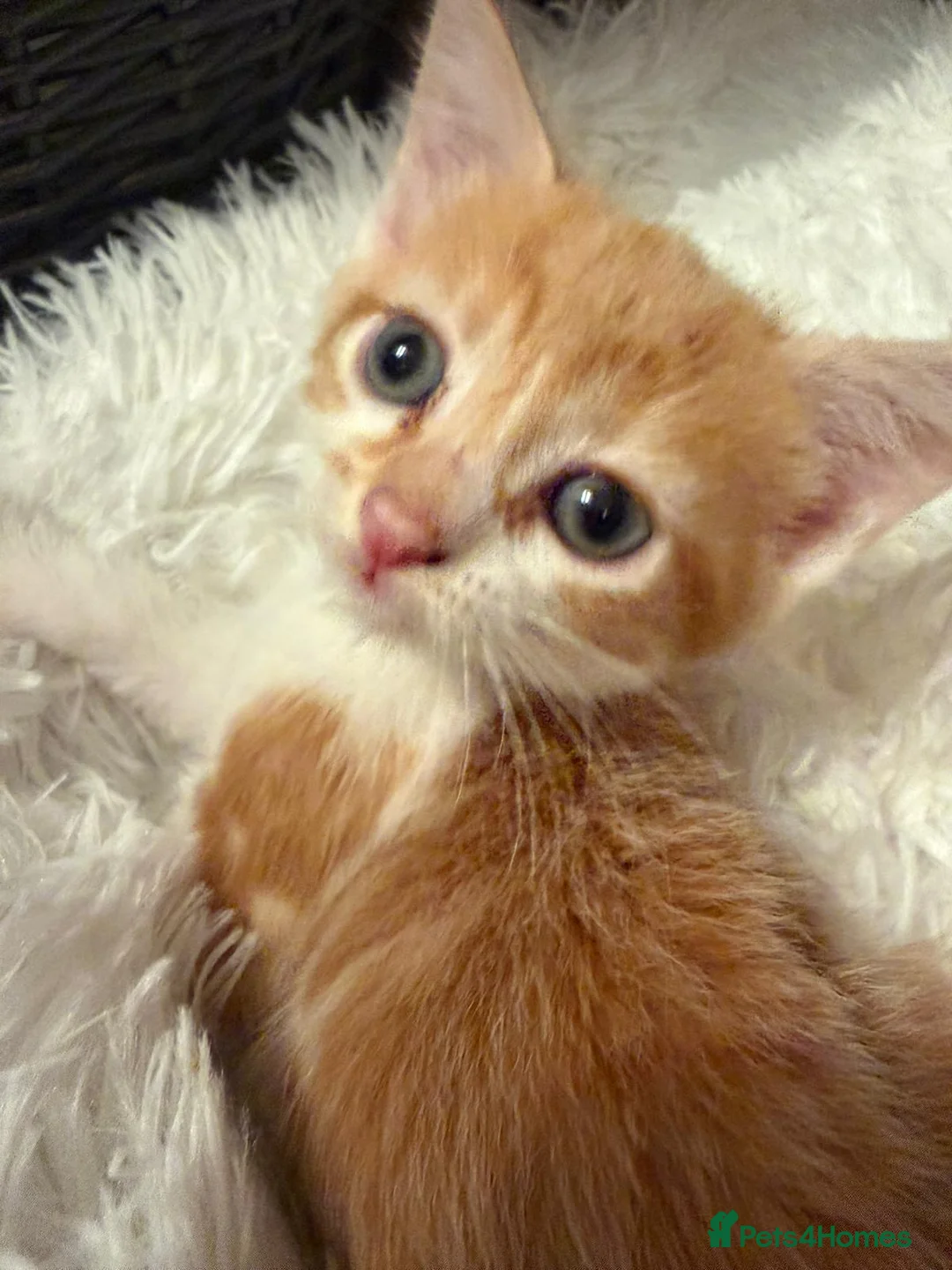 Mixed Breed cats for sale: 8 Week old female cat - Advert 1