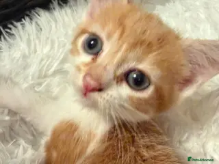 Mixed Breed cats 8 Week old female cat - Advert 2