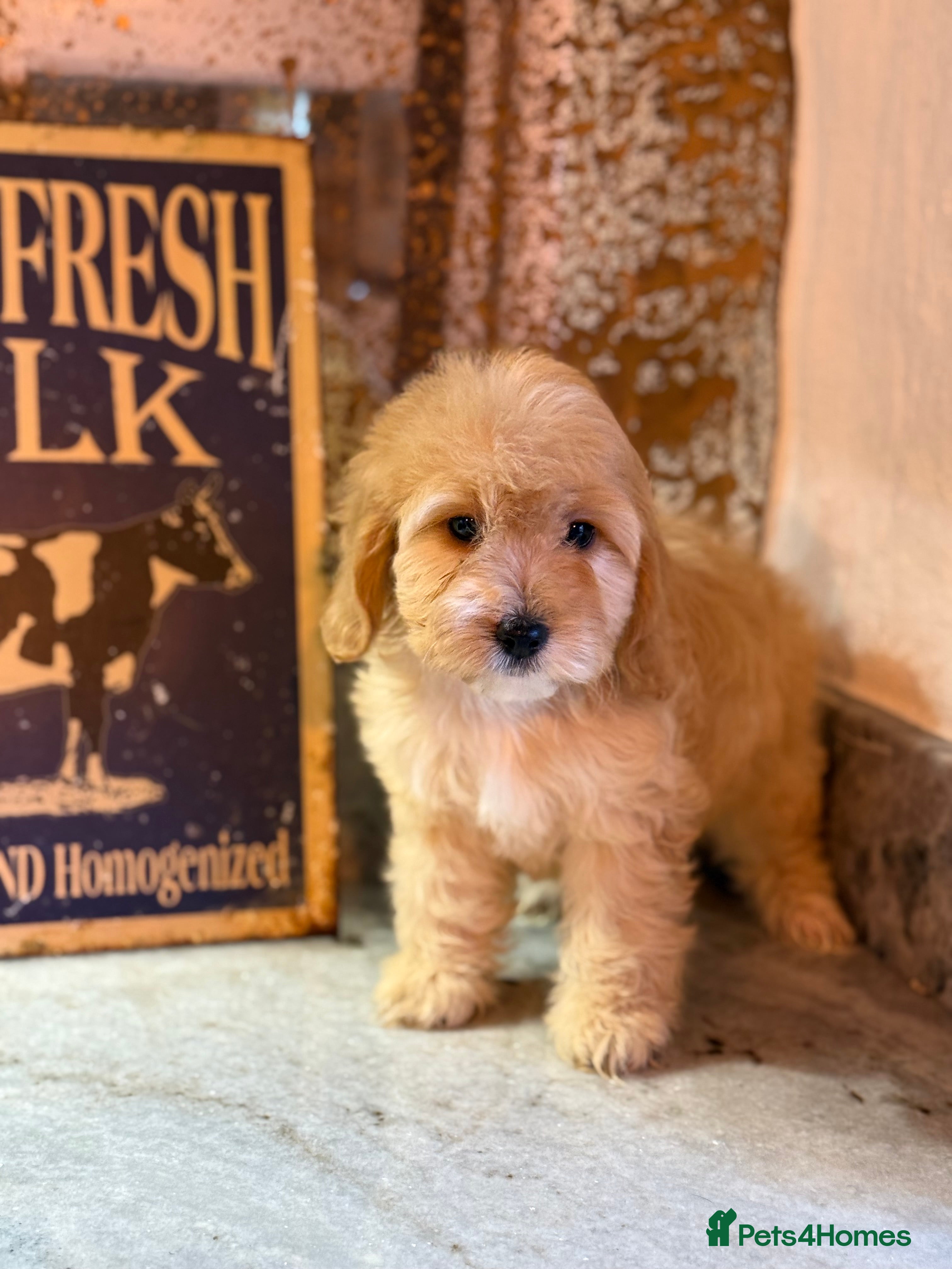 Cavapoo dogs Two males left 🤍 - Advert 4