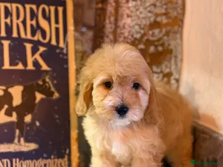 Cavapoo dogs Two males left 🤍 - Advert 4