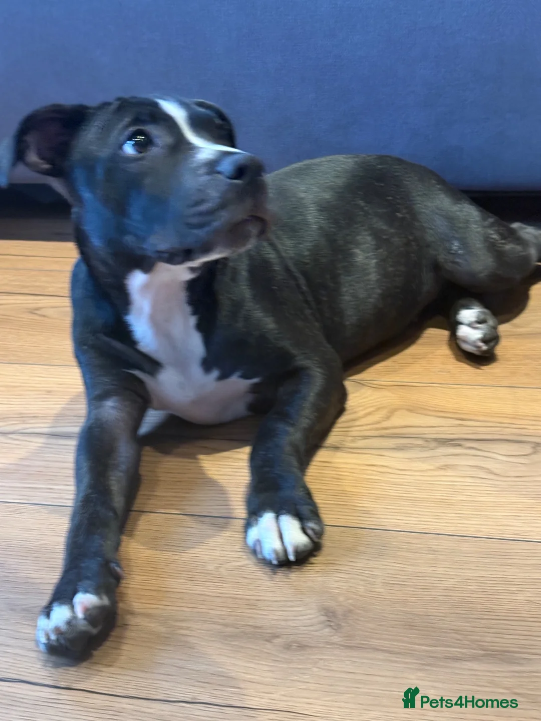Staffordshire Bull Terrier dogs for sale: 15-Week-Old Female Staffy puppy in Maidenhead - Advert 2