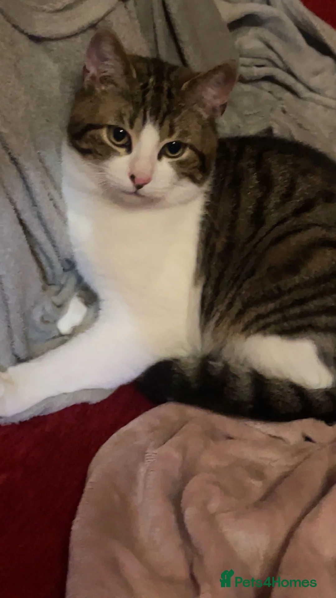 Domestic Shorthair cats for sale: Cat Domestic shorthair  in Leicester - Advert 2
