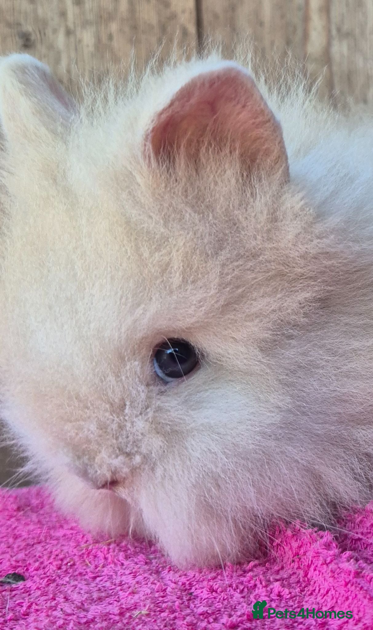 Lionhead rabbits Pure bred lion head boys.  - Advert 2