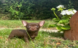 Chorkie dogs for sale: Chorkie puppies for forever homes  - Image 21