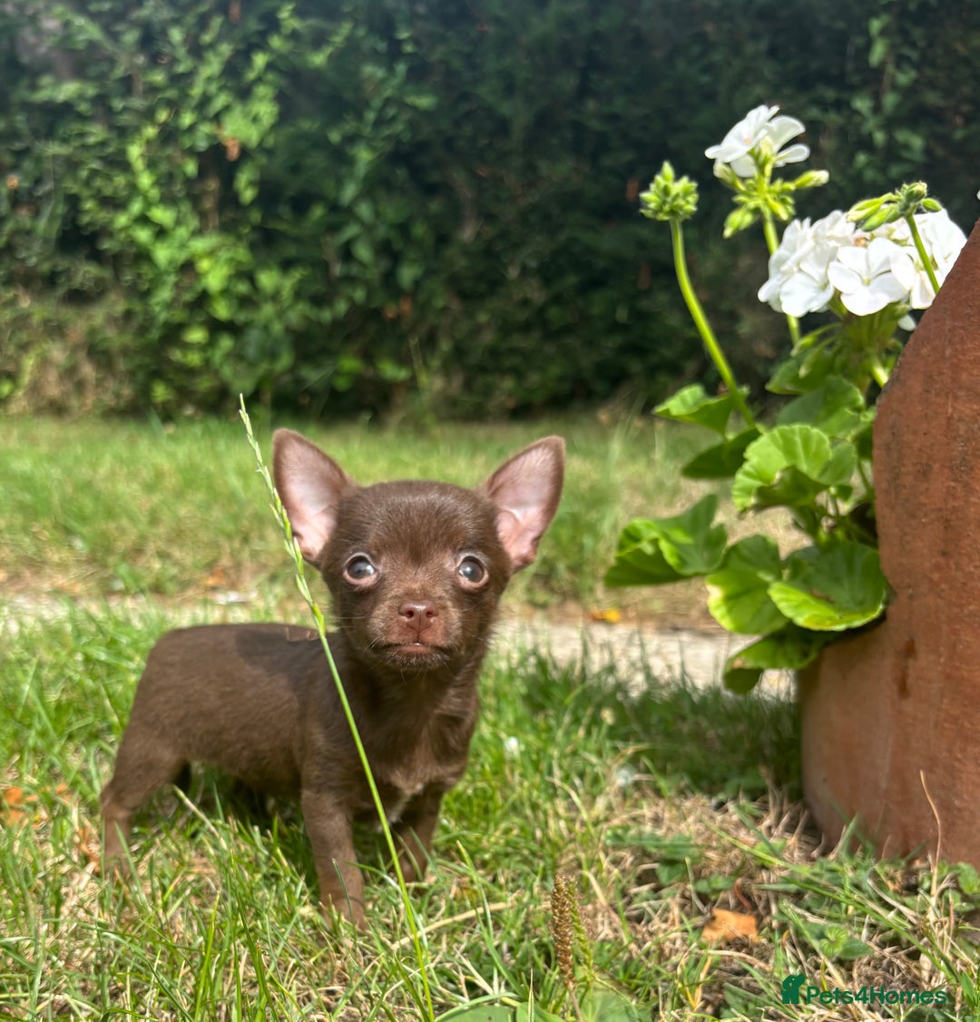 Chorkie dogs for sale: Chorkie puppies for forever homes  - Image 21