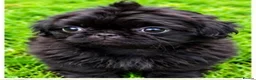 Shih Tzu dogs for sale: The Original Teddybear Puppies!  - Advert 12