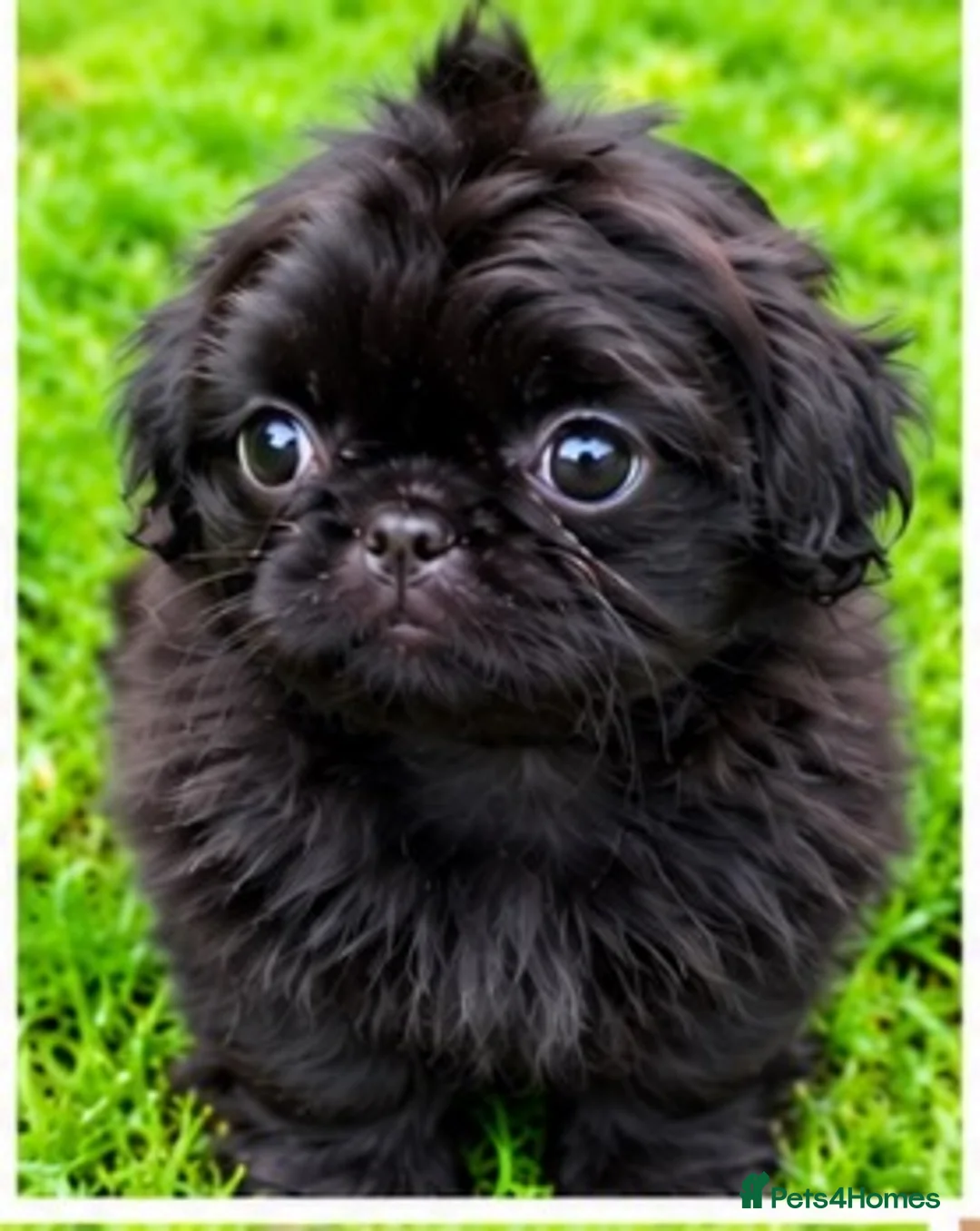 Shih Tzu dogs for sale: The Original Teddybear Puppies!  - Advert 12
