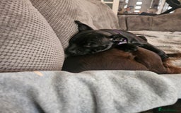 Staffordshire Bull Terrier dogs for sale: Stunning black girl - Image 7
