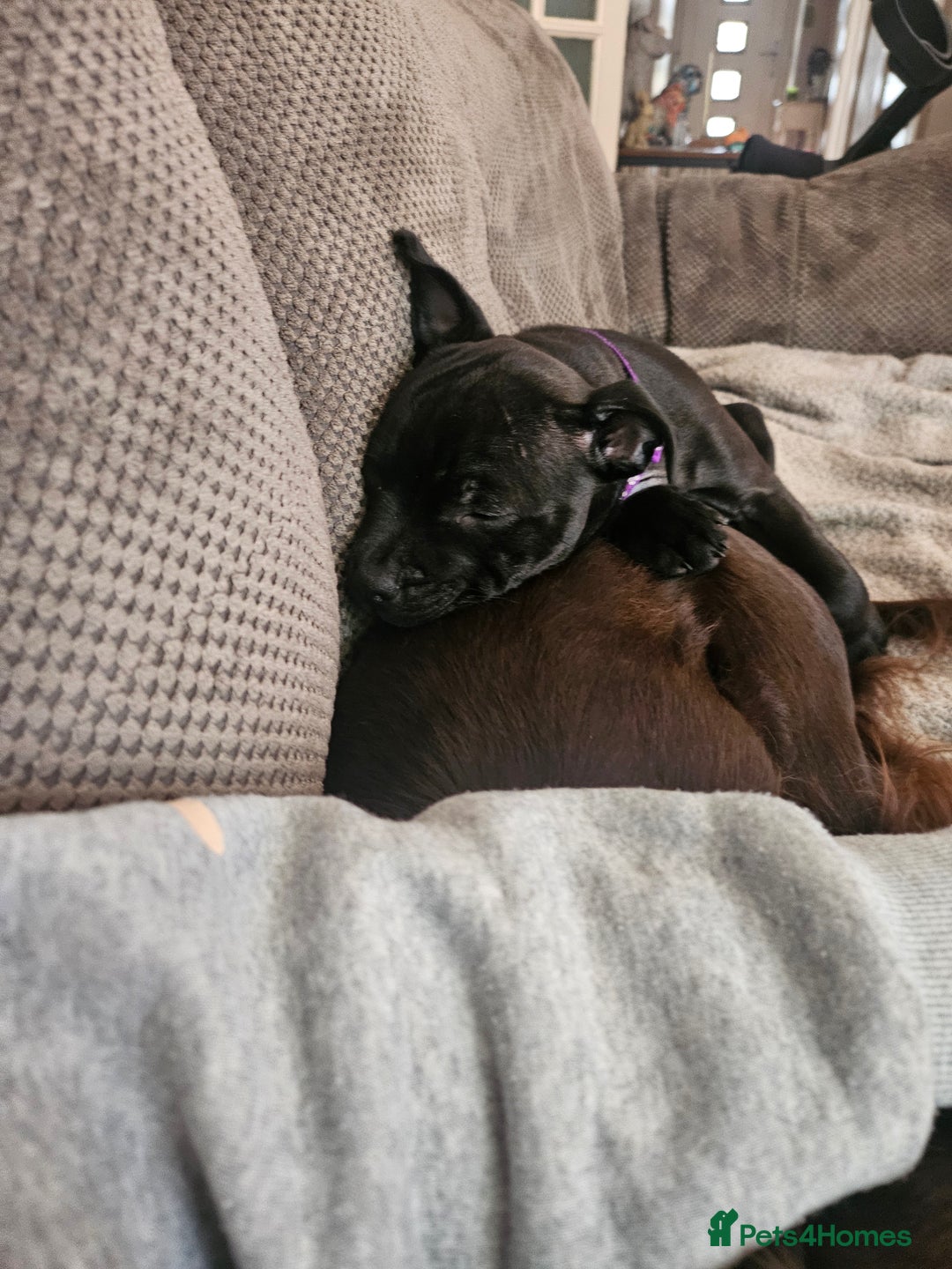 Staffordshire Bull Terrier dogs for sale: Stunning black girl - Image 7