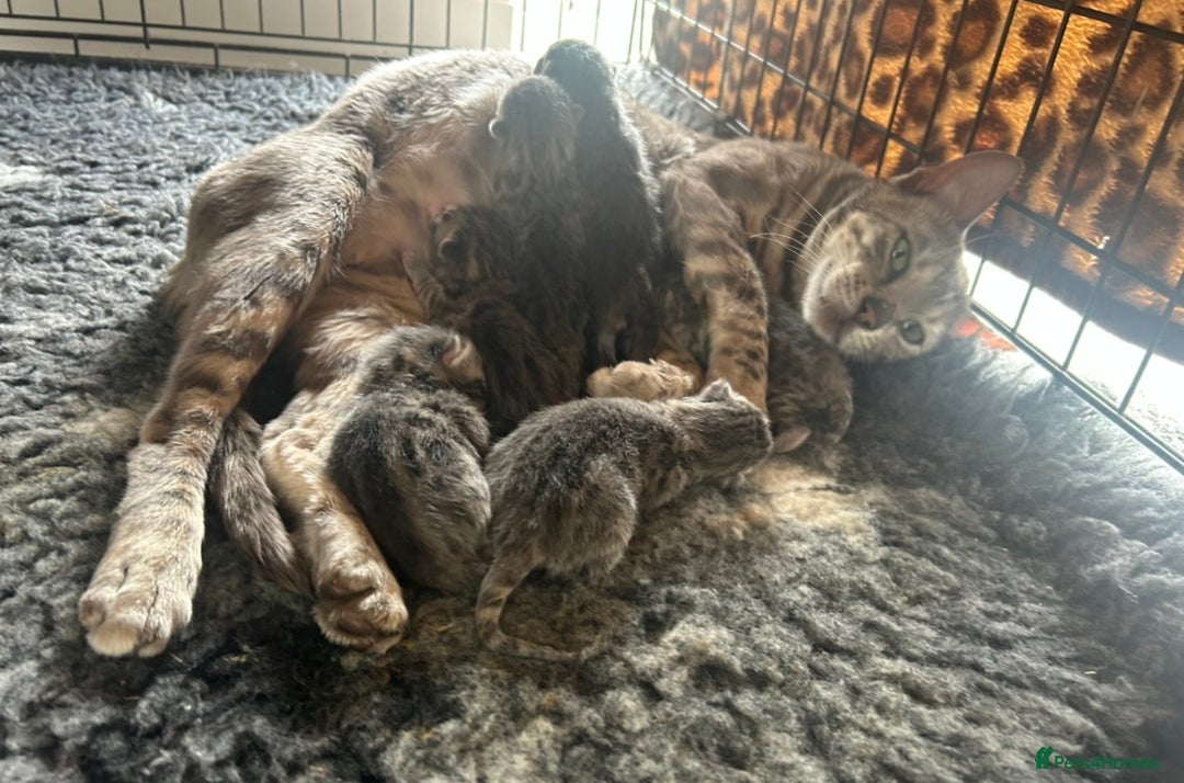 Bengal cats for sale: Striking Blue TICA Male Bengal Kittens 💙  - Image 38