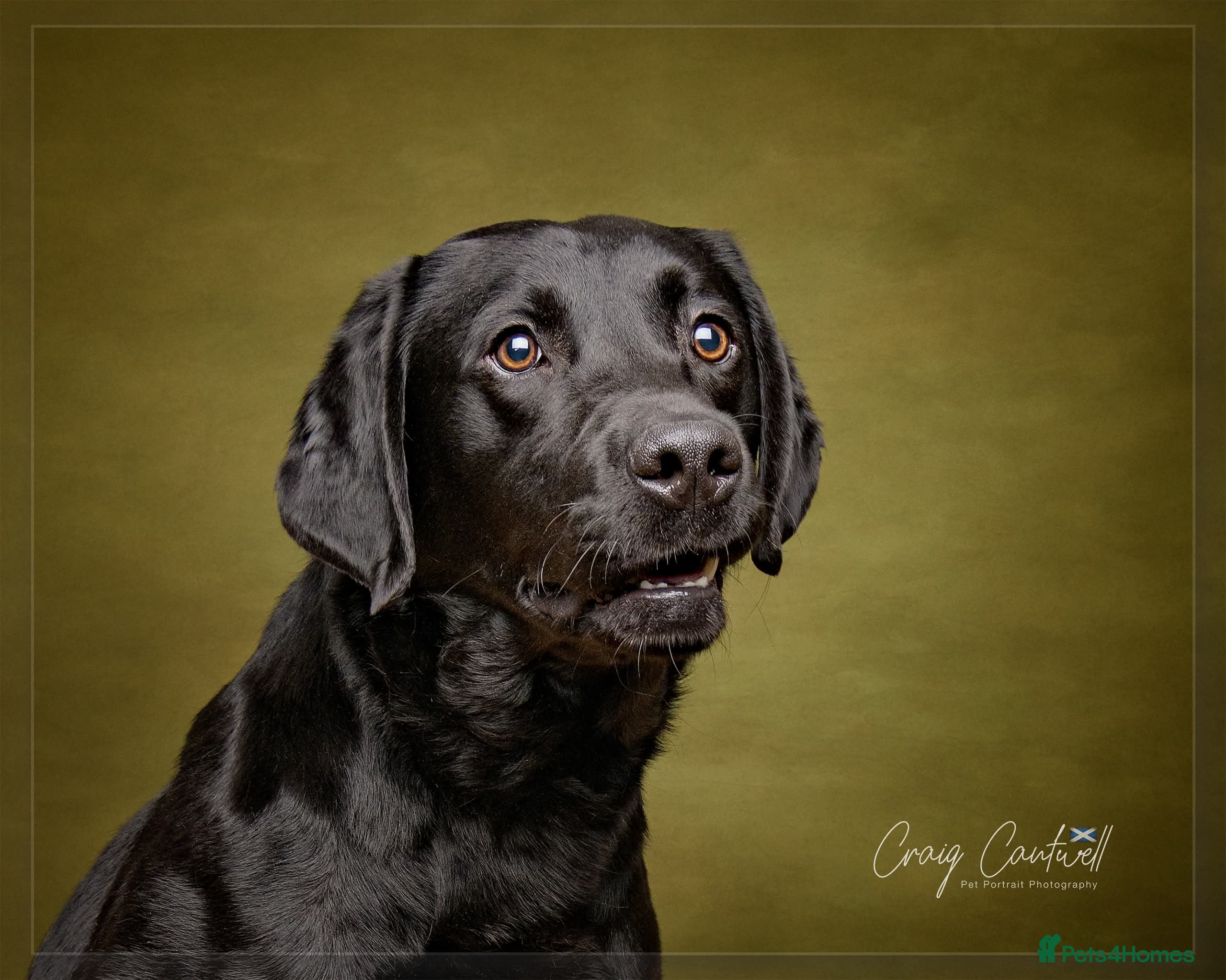 Labrador Retriever dogs Proven, KC Registered & Fully Health Tested - Advert 10
