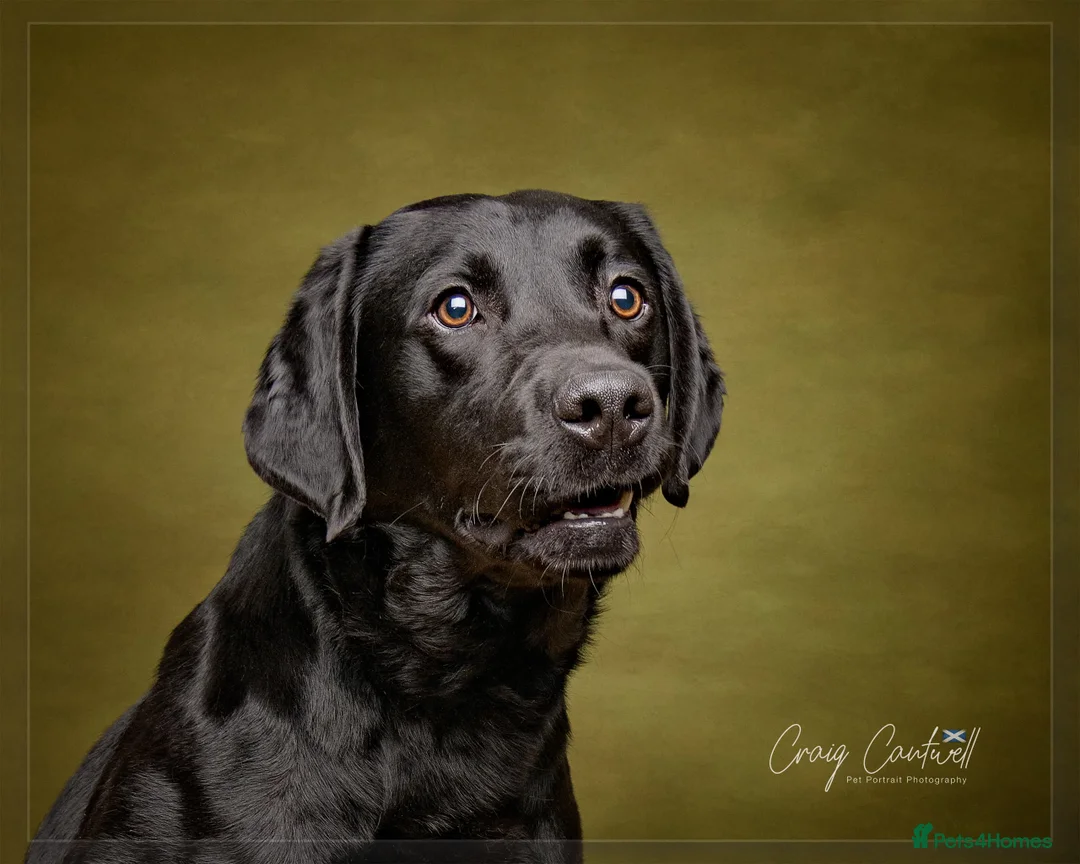 Labrador Retriever dogs for stud: Proven, KC Registered & Fully Health Tested - Advert 2