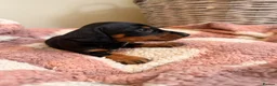 Miniature Dachshund dogs for sale: KC Miniature Smooth Dachshund Puppies - Advert 28