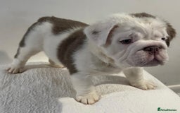 English Bulldog dogs for sale: Full fluffy British bulldog - Image 4