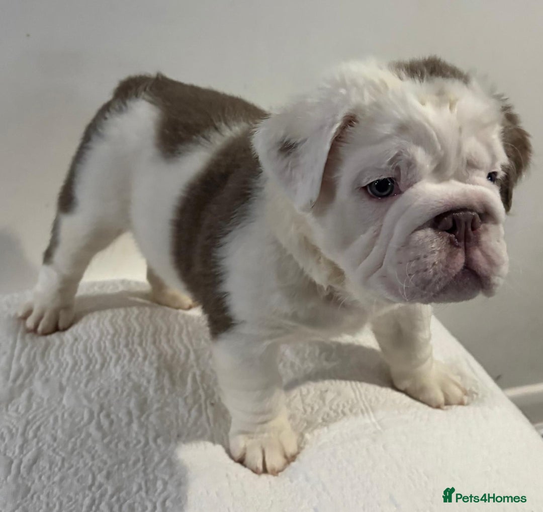 English Bulldog dogs for sale: Full fluffy British bulldog - Image 4