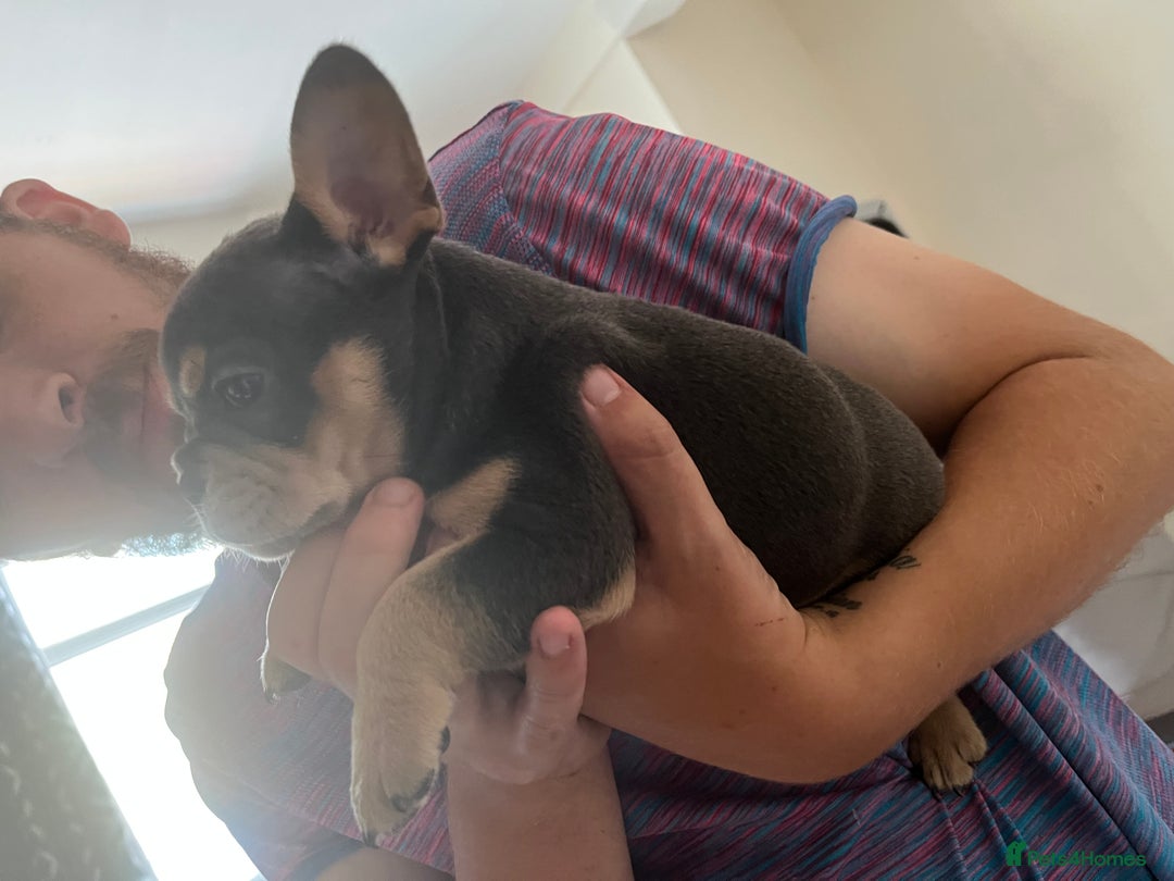 Mixed Breed dogs for sale: Beautiful female puppy ready today  - Image 21
