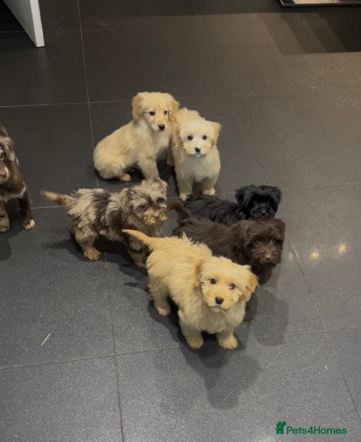 Cockapoo dogs Beautiful merl Cockpoo puppies  - Advert 17