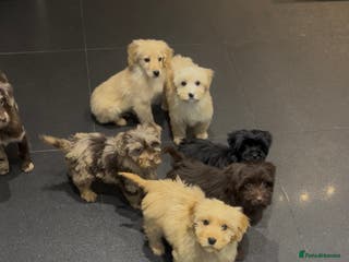 Cockapoo dogs Beautiful merl Cockpoo puppies - Advert 17