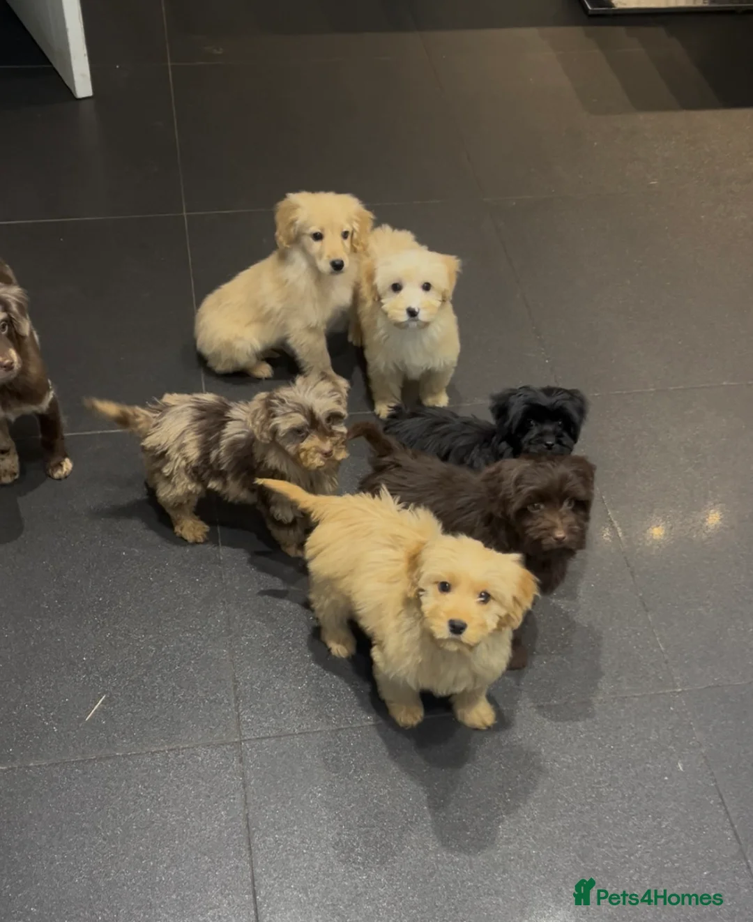 Cockapoo dogs for sale: Beautiful merl Cockpoo puppies  - Advert 1