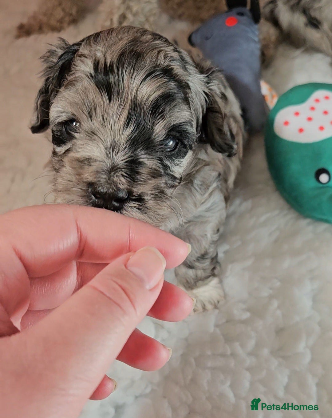 Maltipoo dogs Beautiful Blue Merle Maltipoos - Advert 2