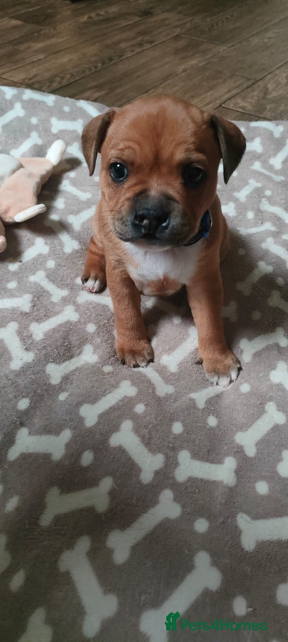 Staffordshire Bull Terrier dogs Beautiful puppies🐶🐶🐶🐶 - Advert 2
