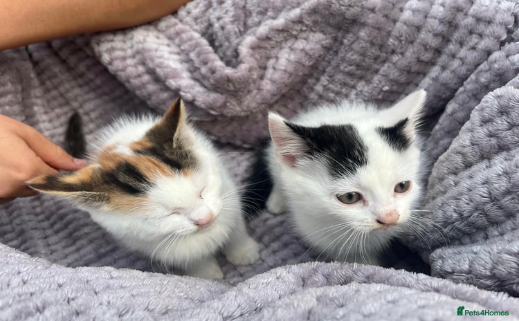 Mixed Breed cats - Advert 10