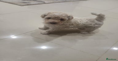 Maltipoo dogs Stunning maltipoo puppy for sale - Advert 4