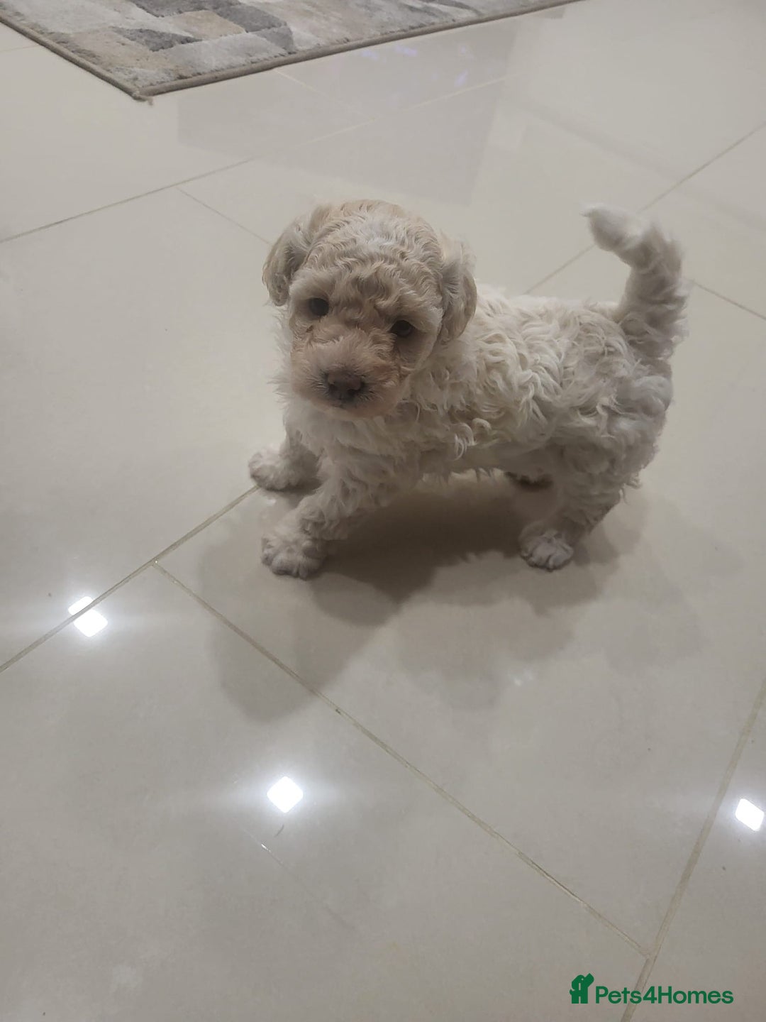 Maltipoo dogs for sale: Stunning maltipoo puppy for sale - Advert 2