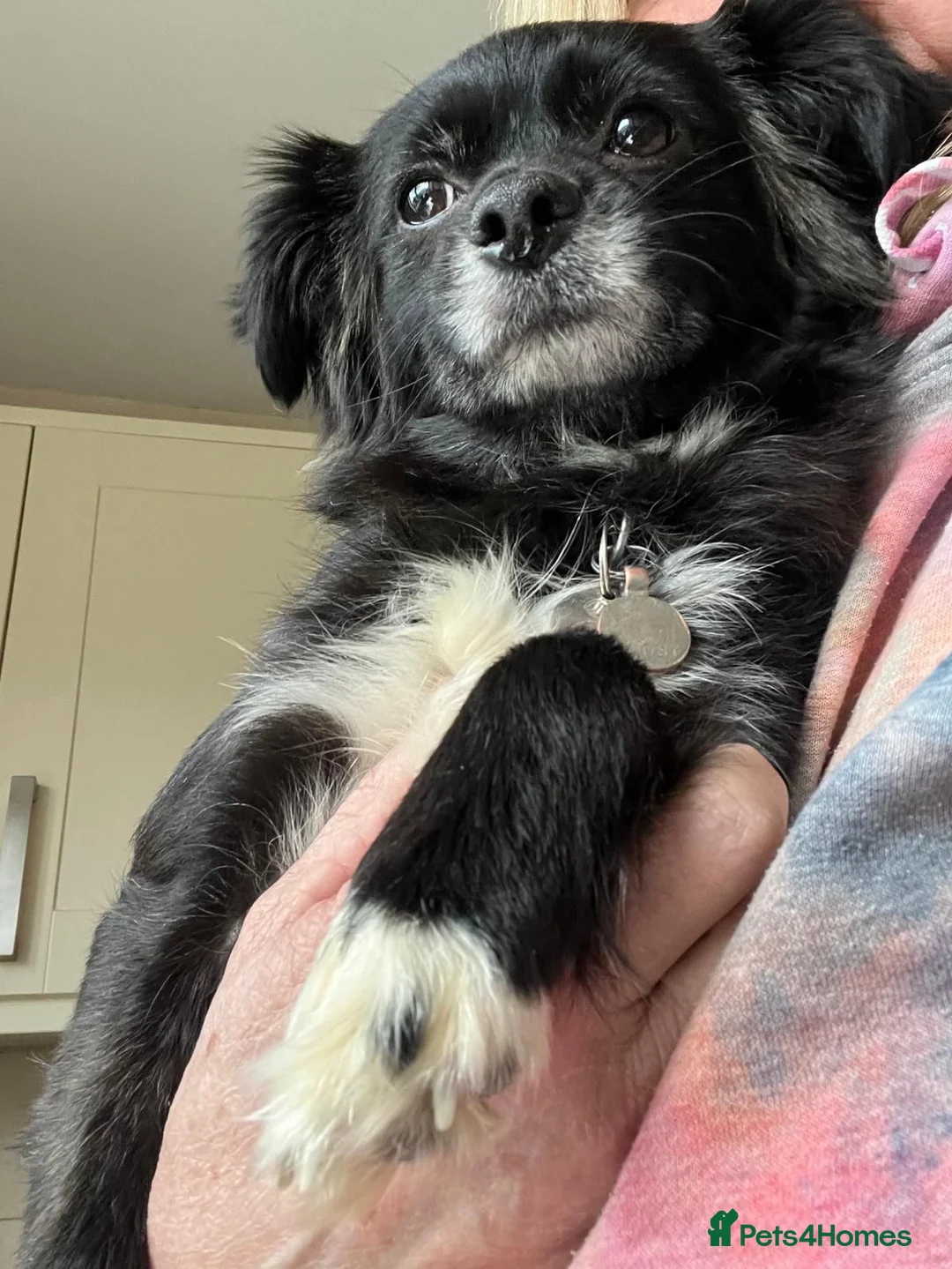 Mixed Breed dogs for adoption: Lira  in Market Harborough - Advert 5