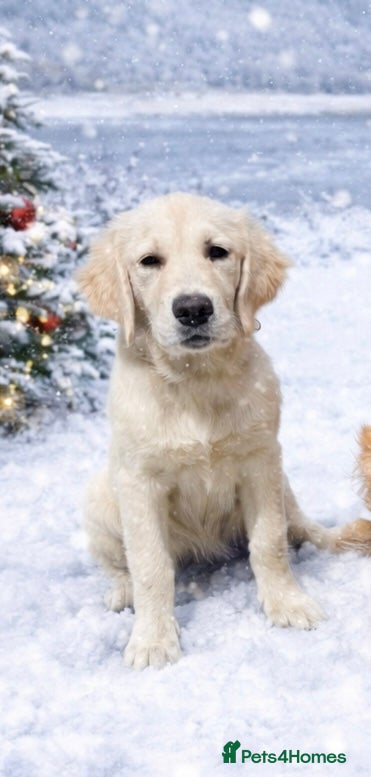 Golden Retriever dogs Beautiful 8-Month Female Golden Retriever Puppy 5⭐ - Advert 1