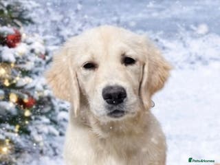Golden Retriever dogs Beautiful 9-Month Female Golden Retriever Puppy 5⭐ - Advert 11