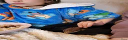 Skink reptiles for sale: Blue tongued skink age 1 - Advert 4
