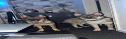 Shepsky dogs for sale: German Shepherd cross Husky Puppies - Advert 4