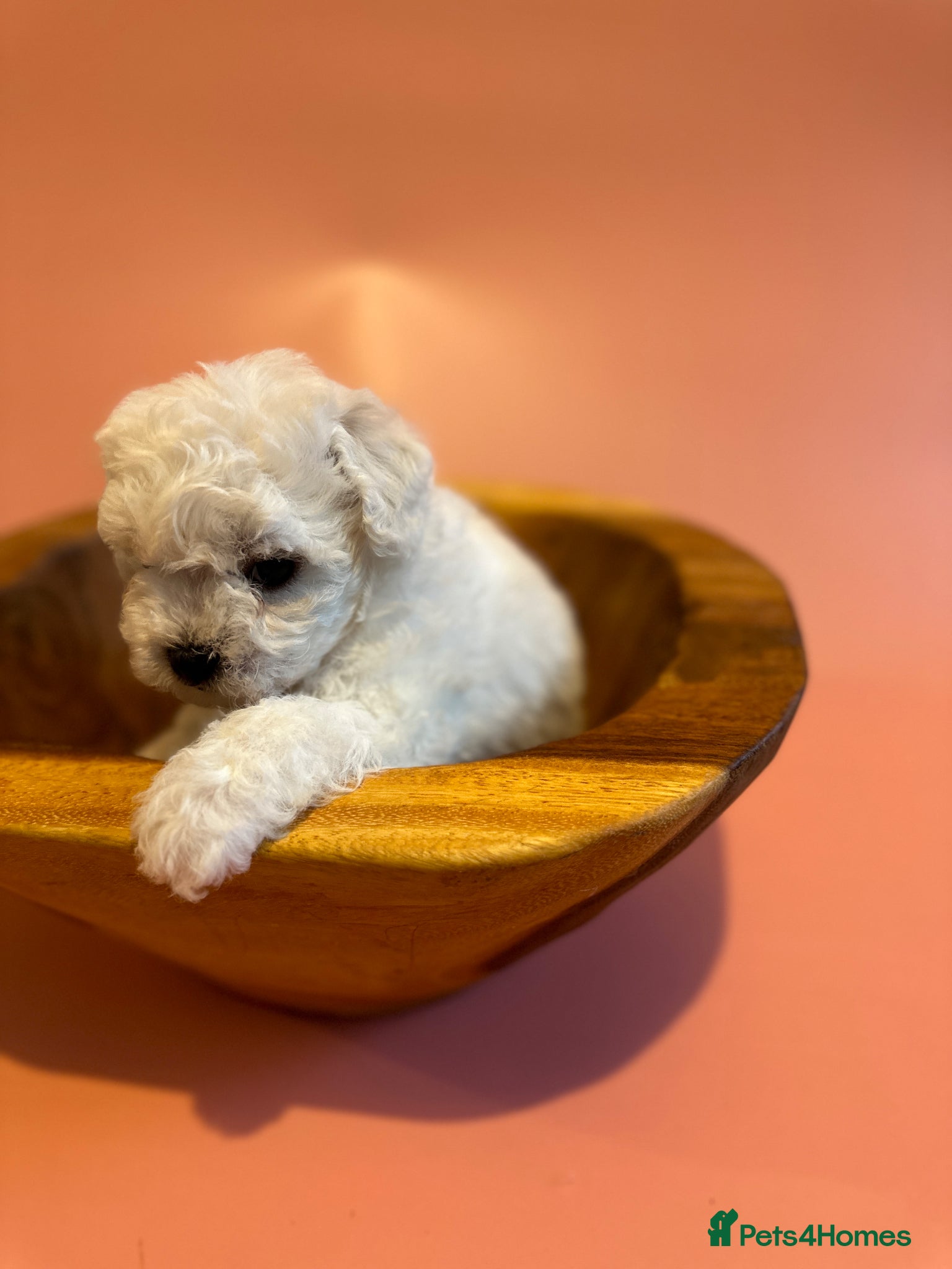 Bichon Frise dogs for sale: KC Bichon Frise Puppies Champion Bloodlines - Advert 3