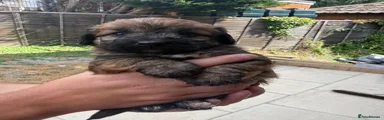 Jackapoo 1