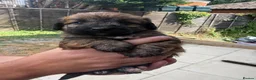 Jackapoo dogs for sale: Beautiful litter of f1 jackapoo puppies  - Advert 9