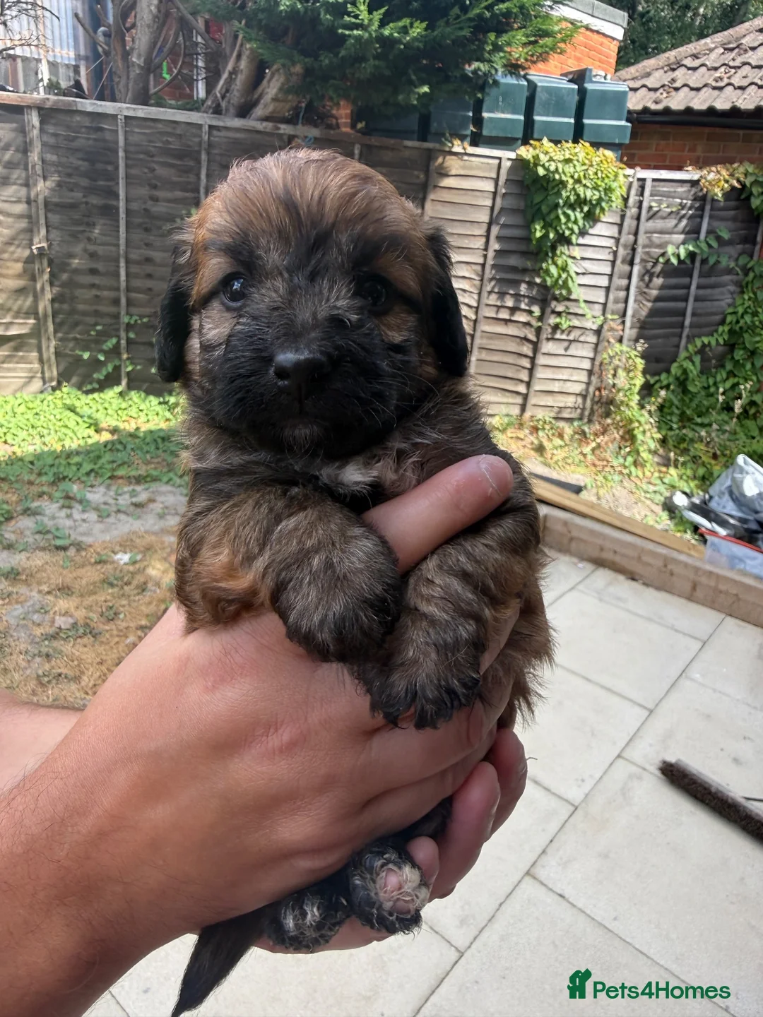 Jackapoo dogs for sale: Beautiful litter of f1 jackapoo puppies  - Advert 39