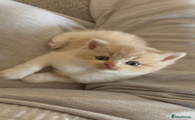 British Shorthair cats - Advert 2