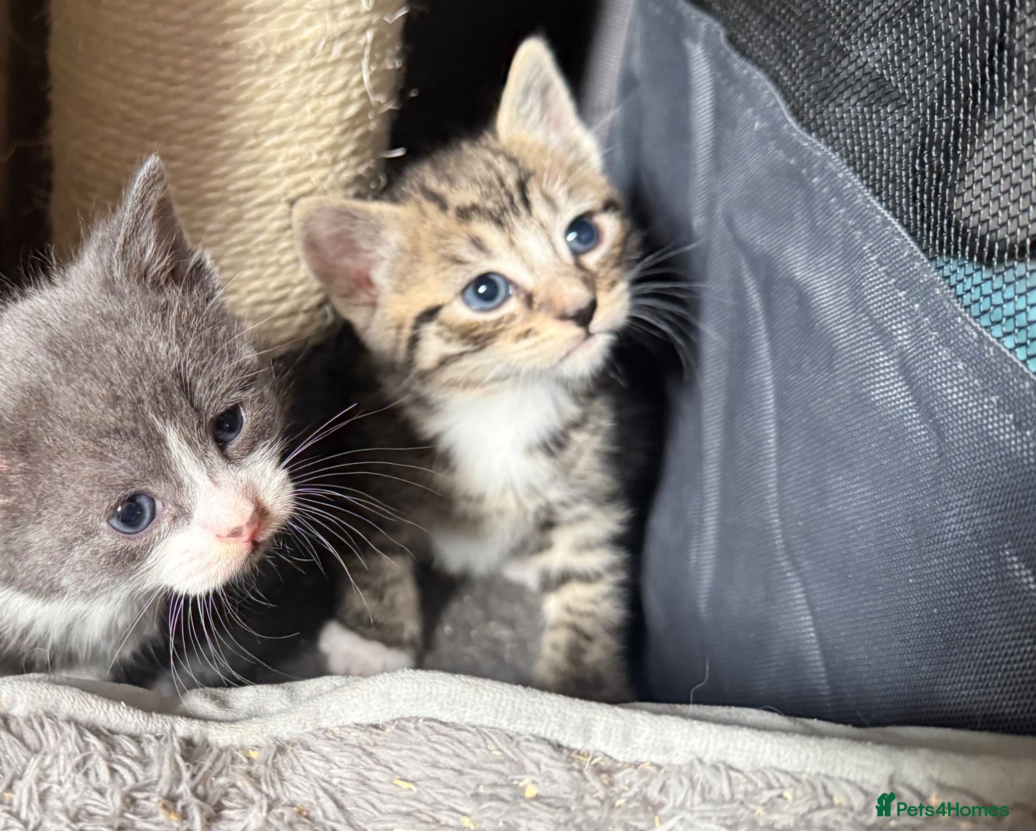 British Shorthair cats 1 tabby boy left - Advert 10