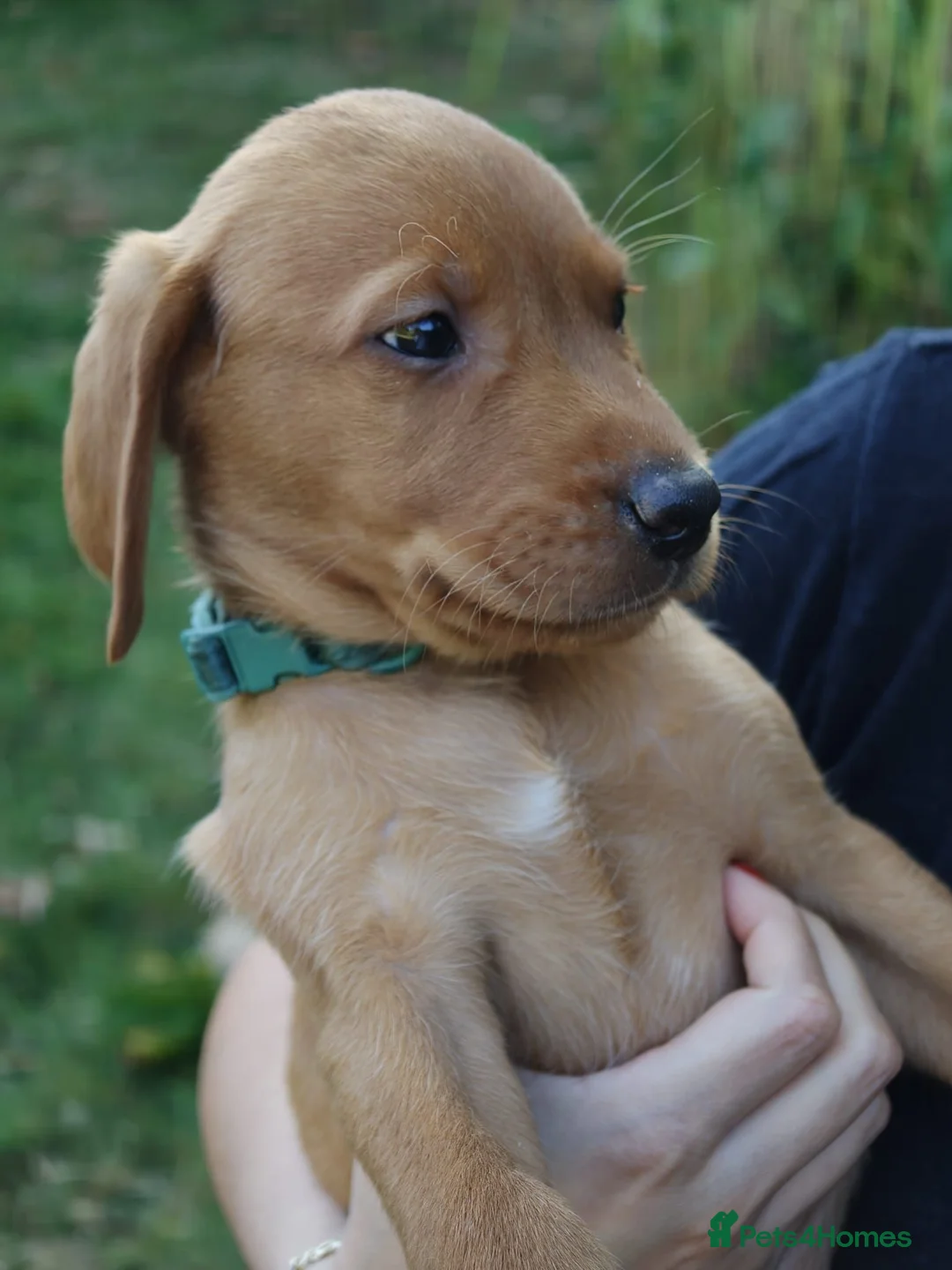 Labrador Retriever dogs for sale: Fox red labradors - Advert 2