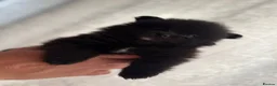 Pomeranian dogs for sale: Purebred Pomeranian puppies  in Southampton - Advert 7