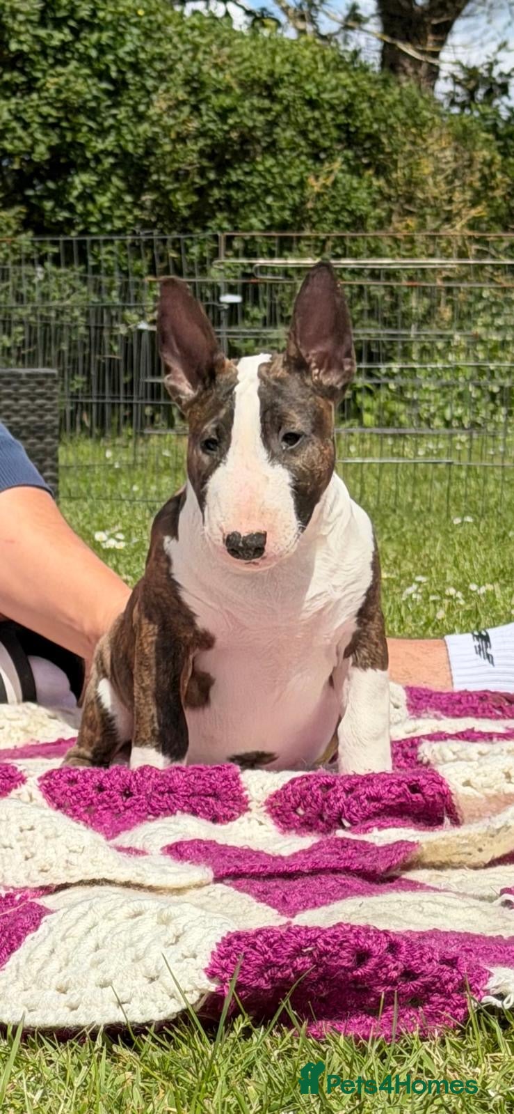 English Bull Terrier dogs English Bull Terrier Puppies - Advert 1