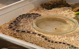 Corn Snake reptiles for sale: Anery corn snake 2024 - Image 5