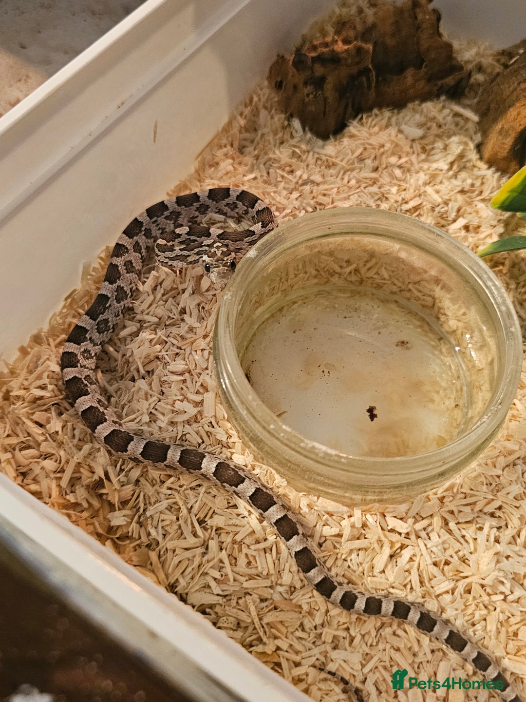 Corn Snake reptiles for sale: Anery corn snake 2024 - Image 5