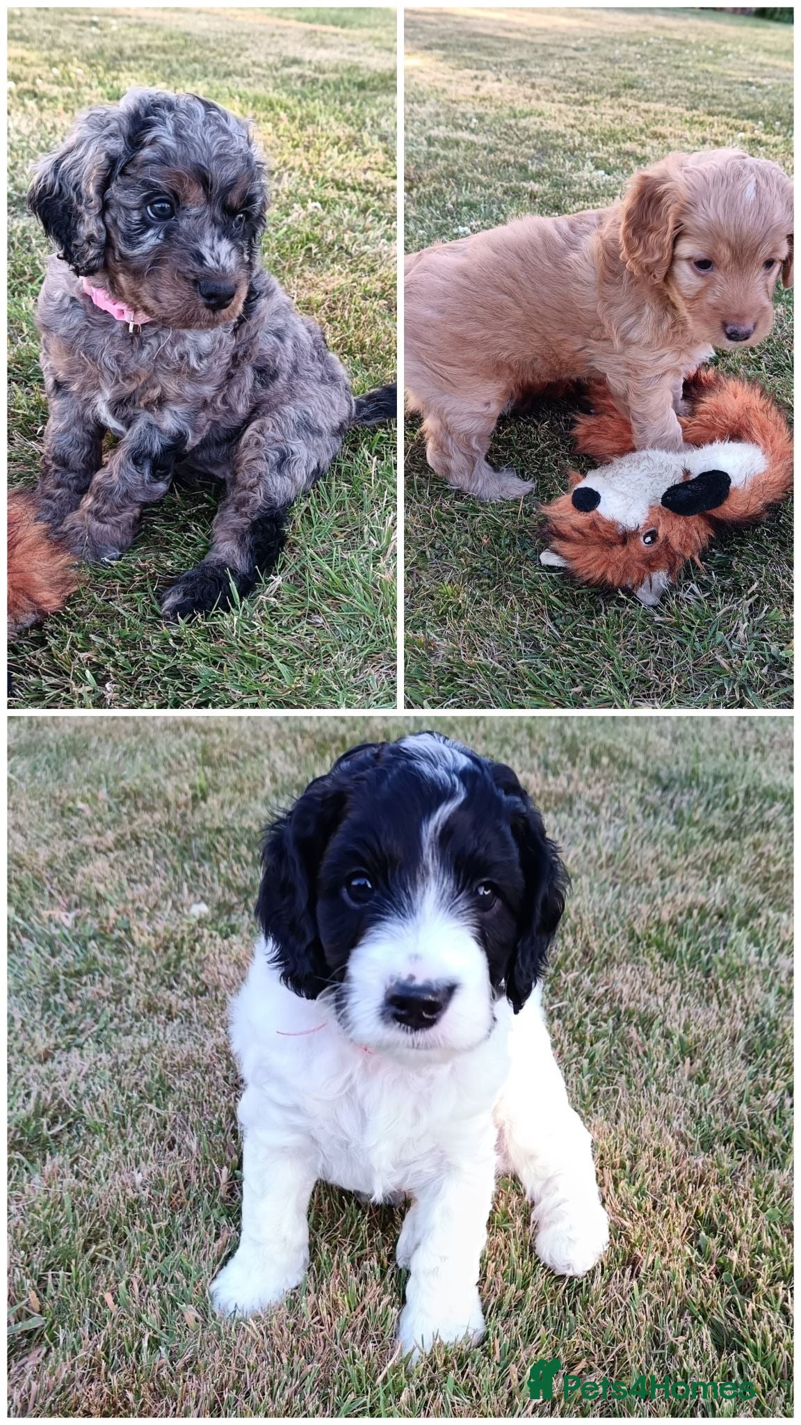 Cockapoo dogs Gorgeous F2B Cockapoo puppies Health Tested  - Advert 18