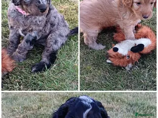 Cockapoo dogs Gorgeous F2B Cockapoo puppies Health Tested - Advert 18
