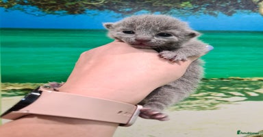 Russian Blue cats - Advert 4