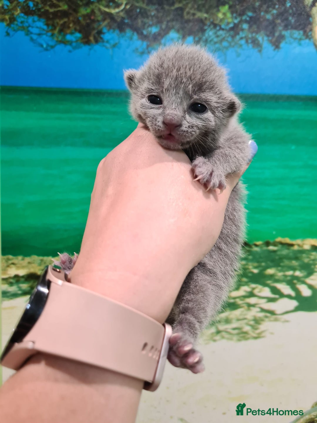 Russian Blue cats for sale: 🏅TOP Quality GCCF Reg Russian Blue Kittens🏆 - Image 2