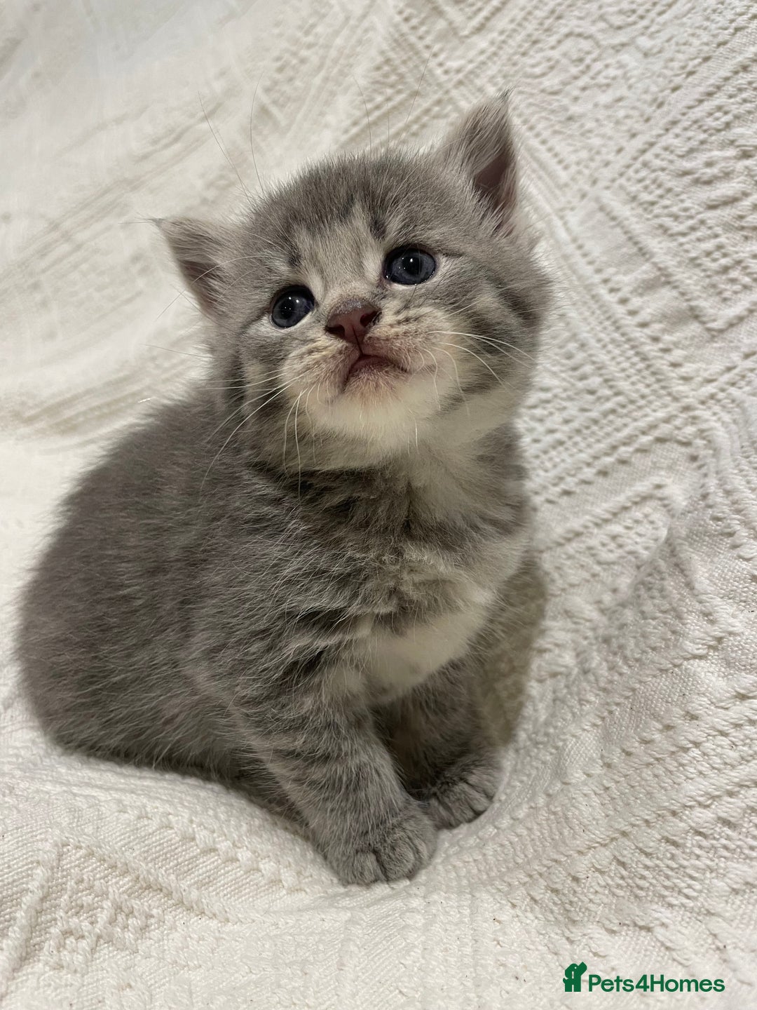 Maine Coon cats for sale: Maine coon x bsh. READY 14th BUT CAN HOLD - Advert 28