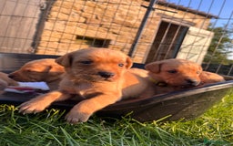 Labrador Retriever dogs for sale: Ready now!! Amazing red fox Labrador puppies  - Image 3